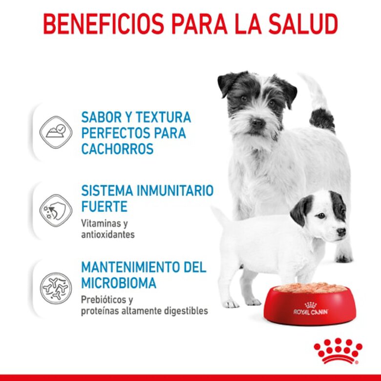Royal Canin Starter Mommy & Baby mousse latas para cães, , large image number null